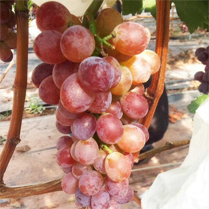 🍇🔥 Семена грозде Midknight Beauty – огромно безсеменно грозде с аромат на роза и изключително висок добив! 🌹✨