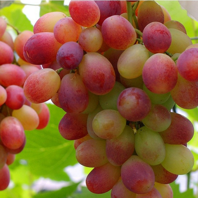 🍇🔥 Семена грозде Midknight Beauty – огромно безсеменно грозде с аромат на роза и изключително висок добив! 🌹✨