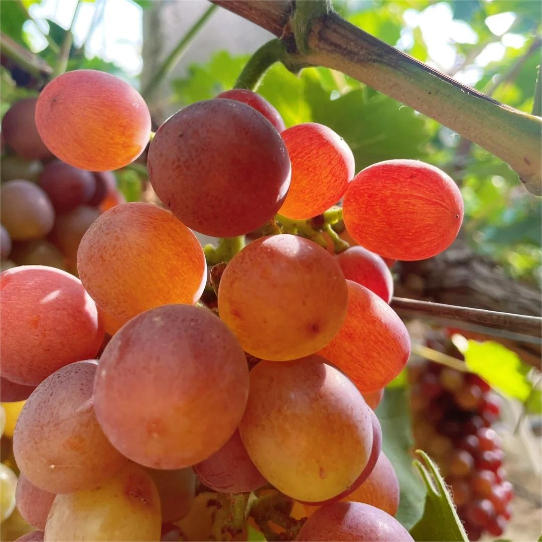 🍇🔥 Семена грозде Midknight Beauty – огромно безсеменно грозде с аромат на роза и изключително висок добив! 🌹✨