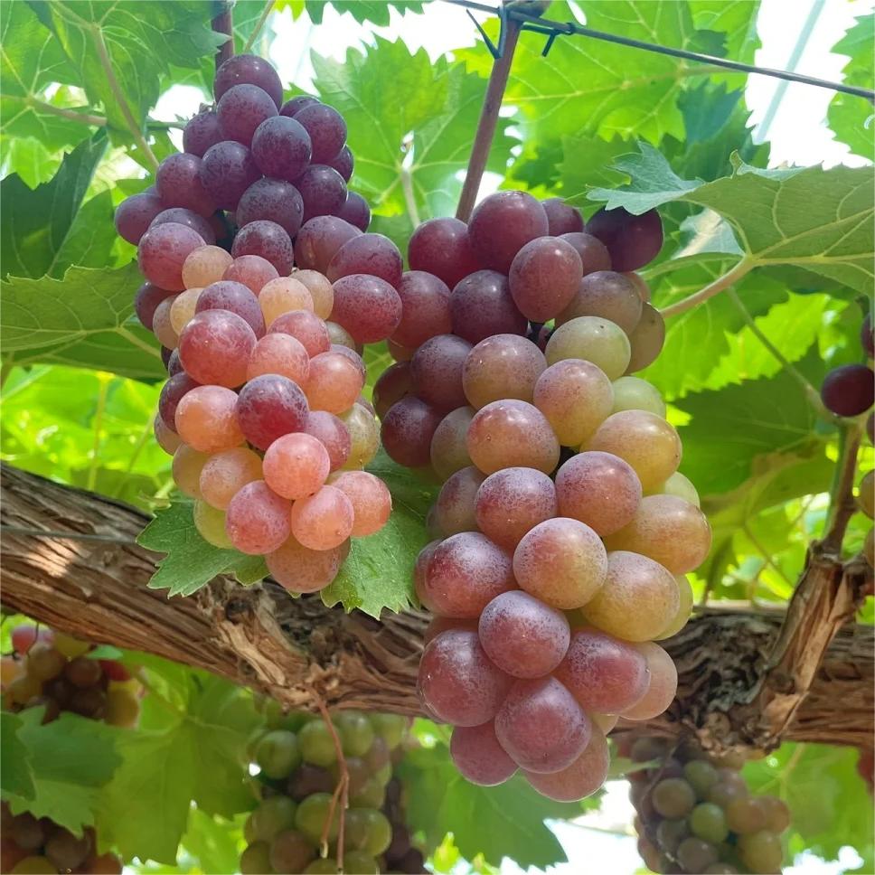 🍇🔥 Семена грозде Midknight Beauty – огромно безсеменно грозде с аромат на роза и изключително висок добив! 🌹✨