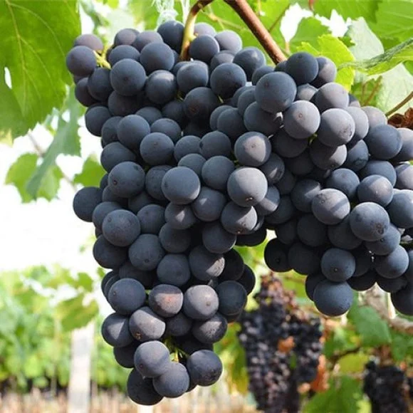 🍇🔥 Семена грозде Midknight Beauty – огромно безсеменно грозде с аромат на роза и изключително висок добив! 🌹✨