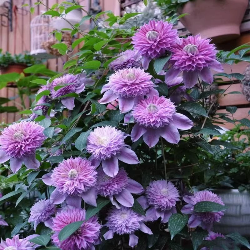 🌷Клематис – целогодишното цъфтящо чудо на градината