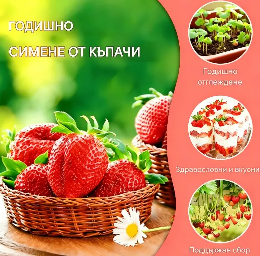 🍓 Дори начинаещите могат! Семена от ягоди за сладка домашна реколта 🌱