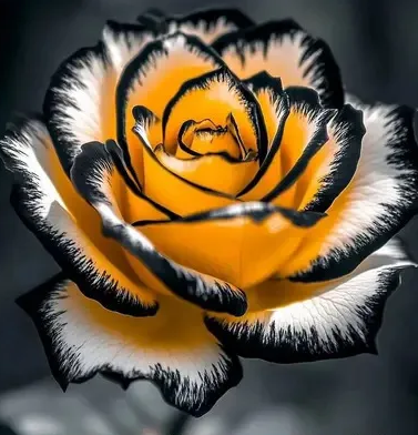 🌹 Редки, уникално оцветени мутирали розови семена — вашата градина заслужава магия! 🌙