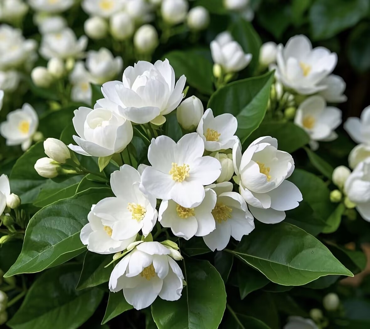 Семена за жасмин, четири сезона цъфтят, с интензивен аромат, подходящи за балкон и саксии, със снопести цветя и лесно отглеждане