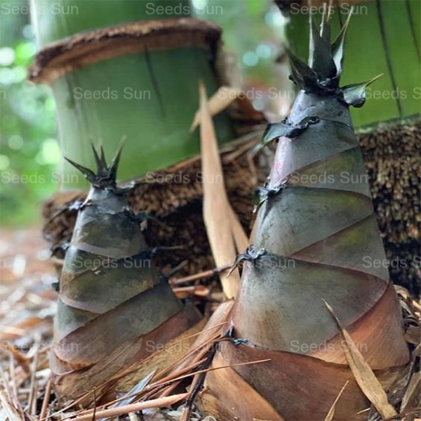 [Рядък вид] Семена от гигантски драконов бамбук