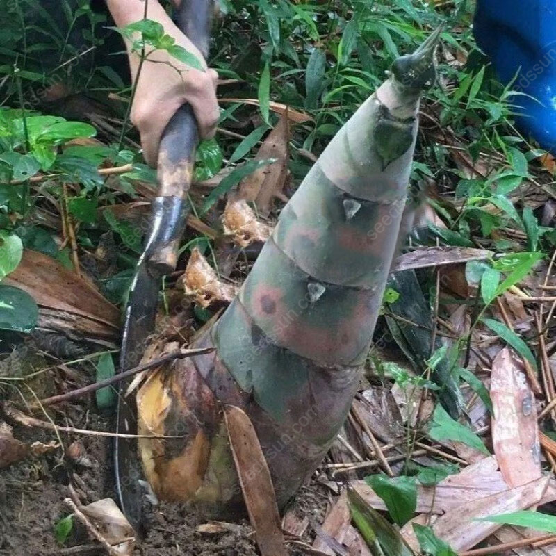 [Рядък вид] Семена от гигантски драконов бамбук