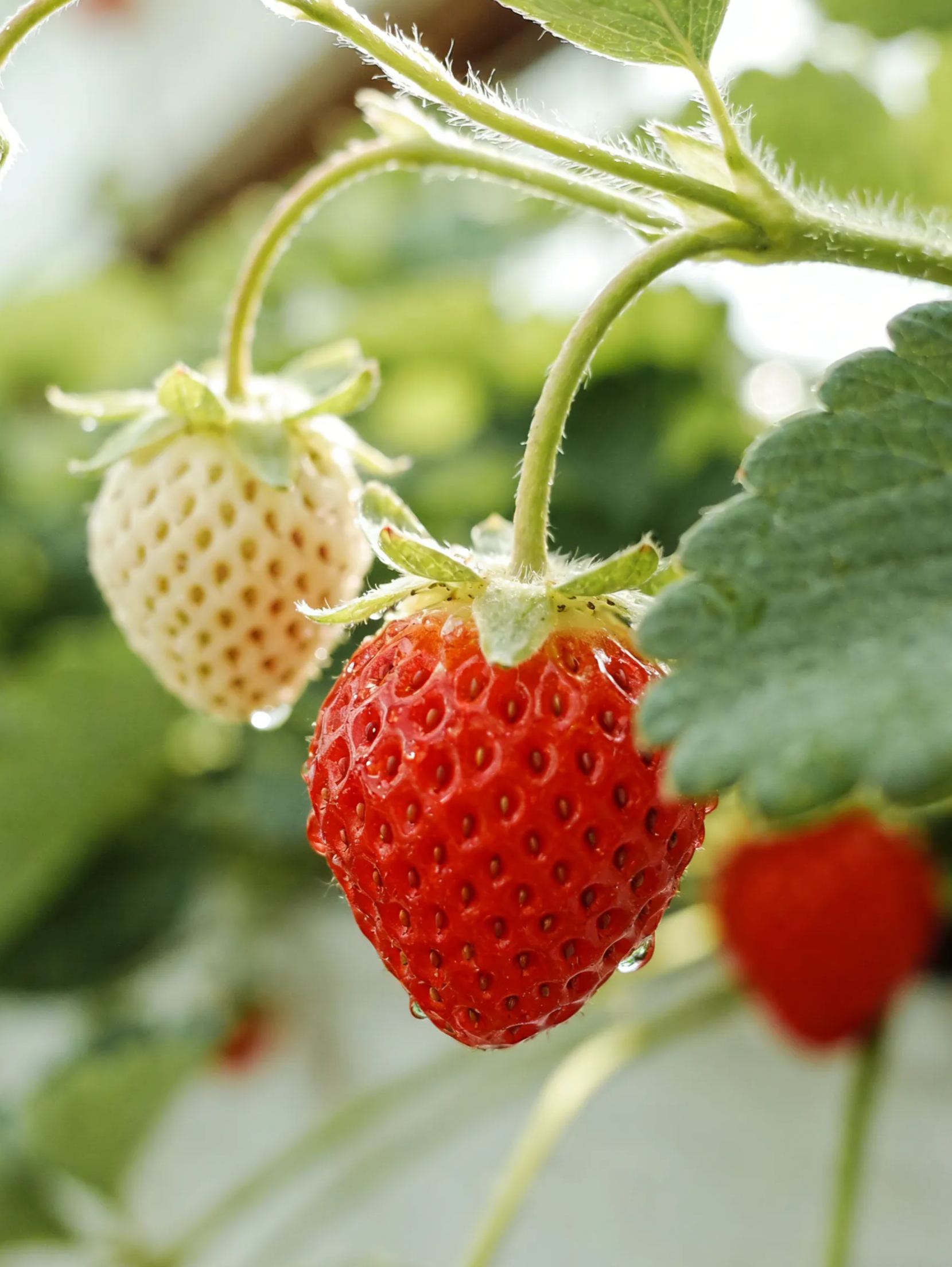 🍓 Семена от ягоди четири сезона