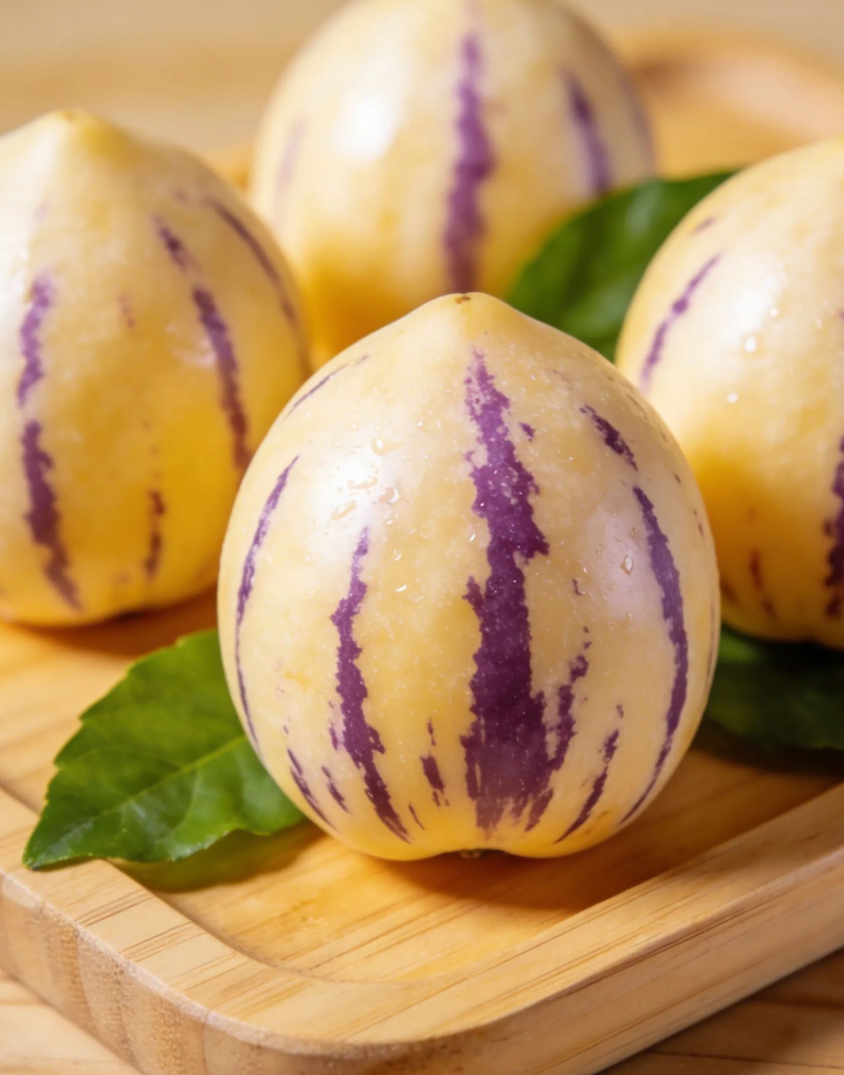 Семена от плод на безсмъртието - балконско саксиерно растение с кръгли жълти плодове през четирите сезона