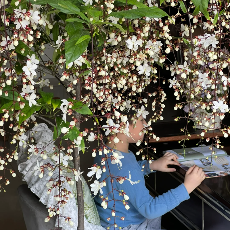 💐 Polnočná vôňa – prémiové semená visiaceho jazmínu