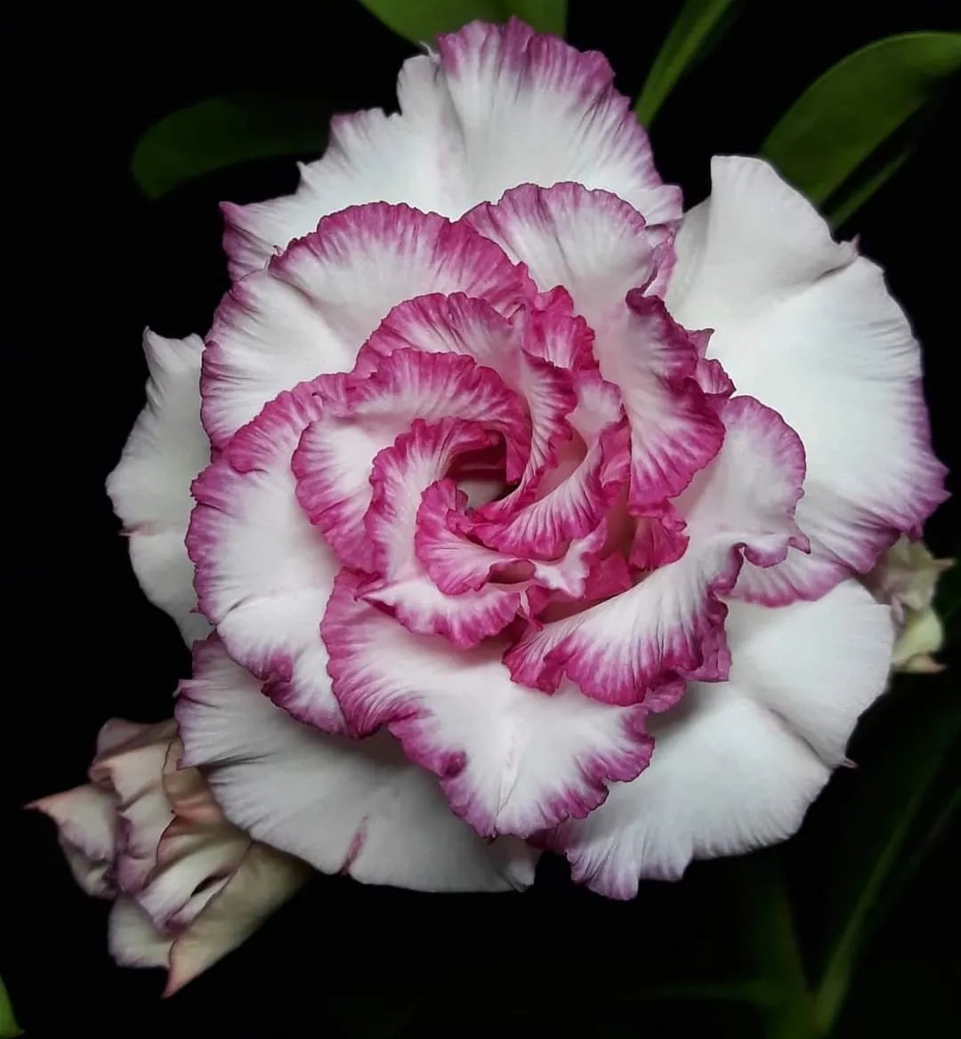 🌵🌹 Потопете се в красотата на пустинята: Семена на пустинна роза за вашия спокоен оазис! – Различни цветове 🌱 Дълъг период на цъфтеж 🏜️🌺