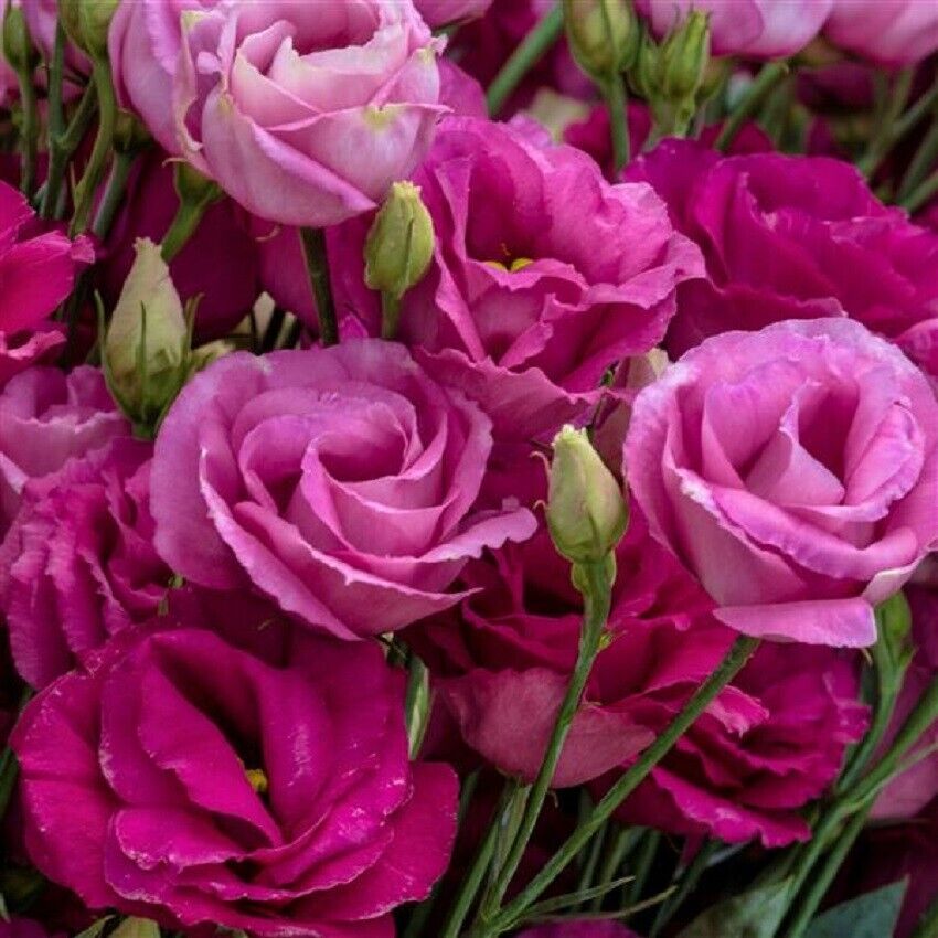 Nasiona Lisianthus (Eustoma) – Bezkolcowa Róża 🌸