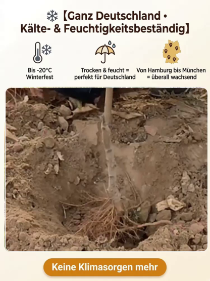 Robuste und pflegeleichte rote Pfirsichsetzlinge