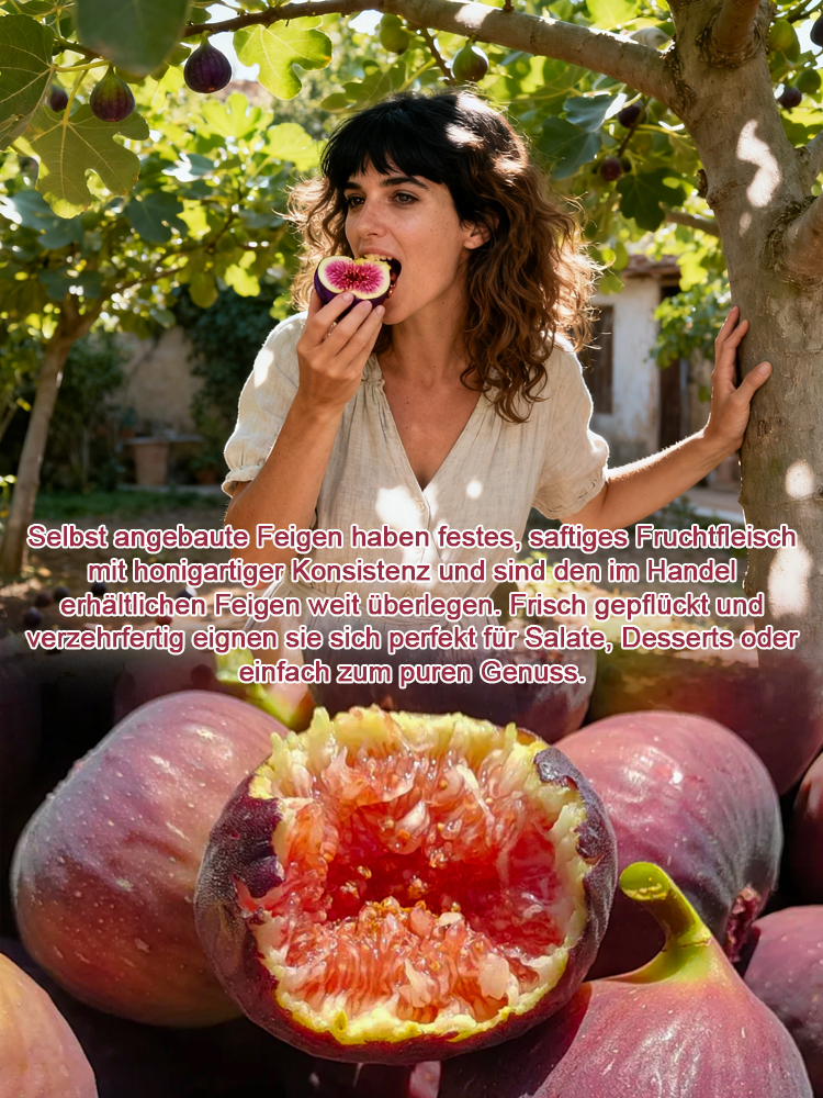 [Garantie: Früchte in 2 Monaten] 2-jährige Feigen-Setzlinge 🌿 Neueste Innovation der EU-Agrarwissenschaften! 🔬 99,5% Überlebensrate – Ernte ohne Pflegeaufwand! 🧺 30 Tage Anwachsgarantie: Nicht angewachsen? Geld zurück! 💰✨