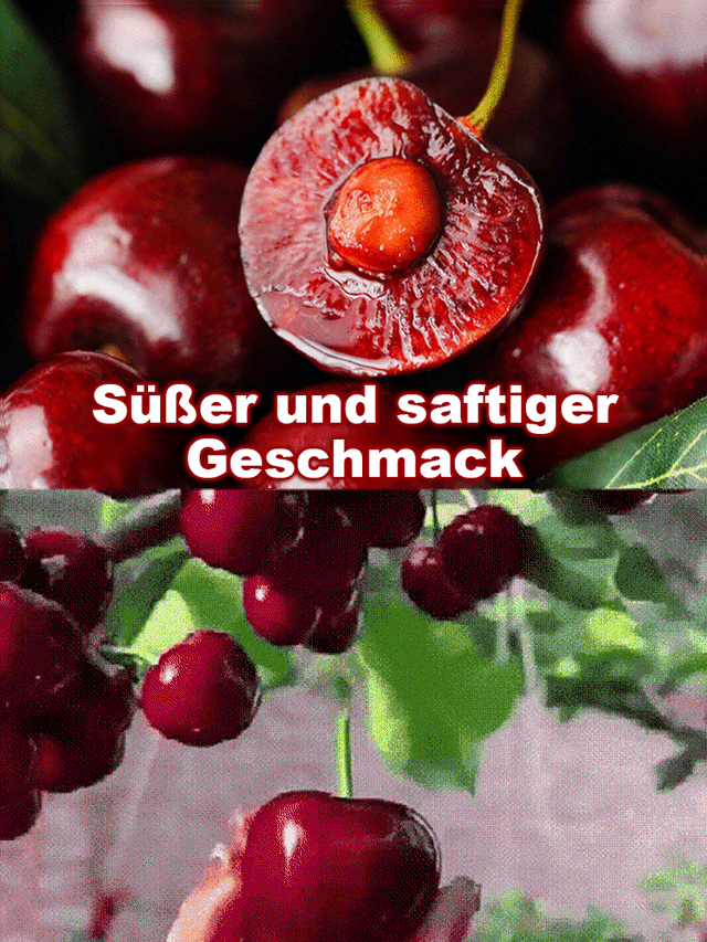 【Neuzüchtung aus Chile】Kirschbaum-Setzling – erntefähig in nur 2 Monaten