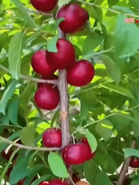 [2-jährige kräftige Setzlinge] Kalziumfrucht – Winterhart & Ertragreich