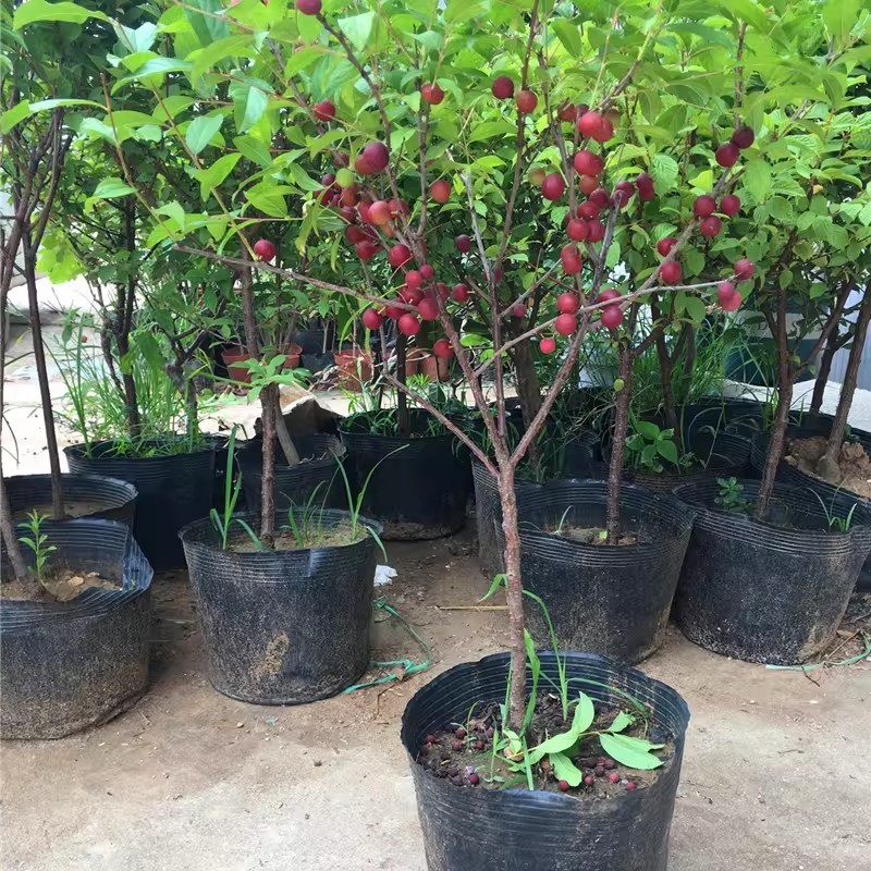 [2-jährige kräftige Setzlinge] Kalziumfrucht – Winterhart & Ertragreich