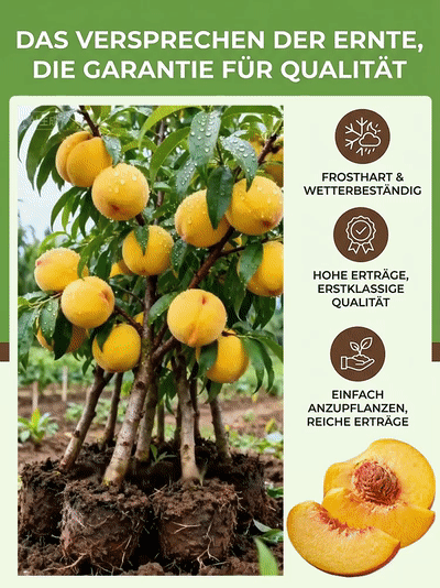[Fruchtreif in 3 Monaten]👍 Extra große gelbe Pfirsichsetzlinge, üßer als Honig! 🍑