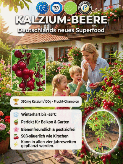[2-jährige kräftige Setzlinge] Kalziumfrucht – Winterhart & Ertragreich