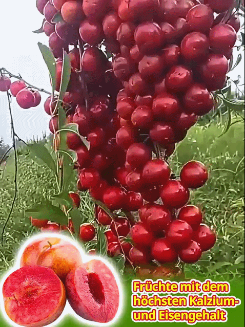 [2-jährige kräftige Setzlinge] Kalziumfrucht – Winterhart & Ertragreich