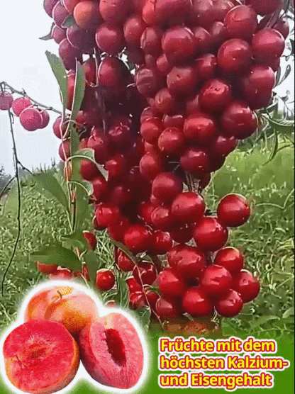 [2-jährige kräftige Setzlinge] Kalziumfrucht – Winterhart & Ertragreich