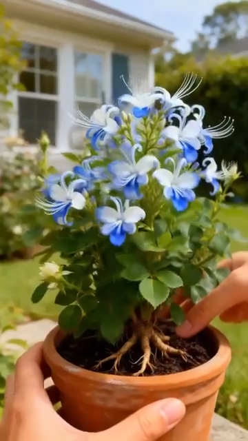 🌌 Внесете небето в градината си – семена на сини пеперуди🌿