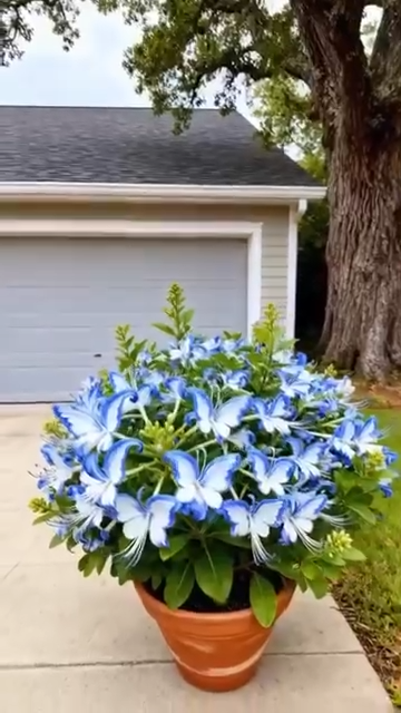 🌌 Внесете небето в градината си – семена на сини пеперуди🌿