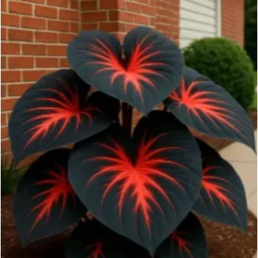 🌿 Редки луковици на хоста🎁Специална оферта 2026