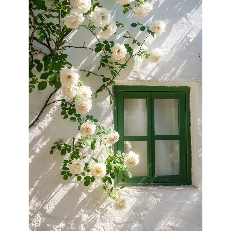 🌹Climbing the Wall Rose Seeds-Bring Elegance to Your Garden