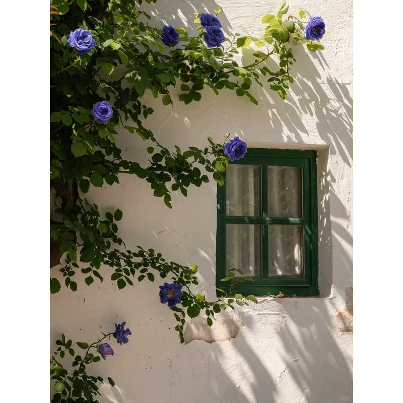 🌹Climbing the Wall Rose Seeds-Bring Elegance to Your Garden