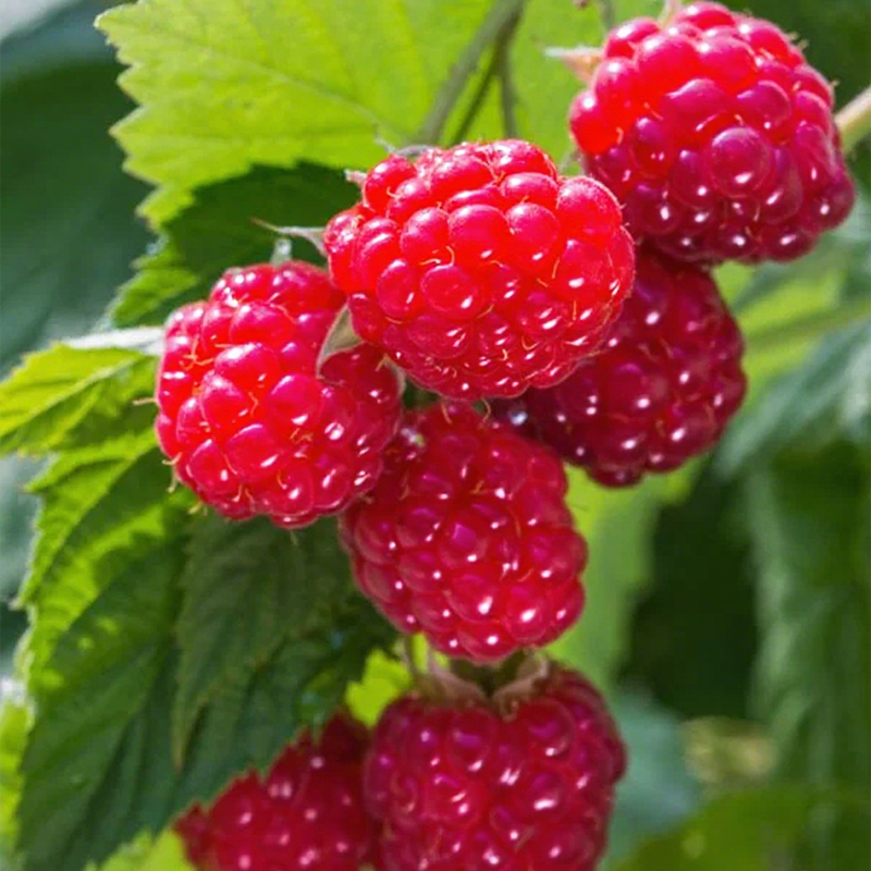 🌱 Grow Your Own Raspberries — Fresh, Healthy & Easy!