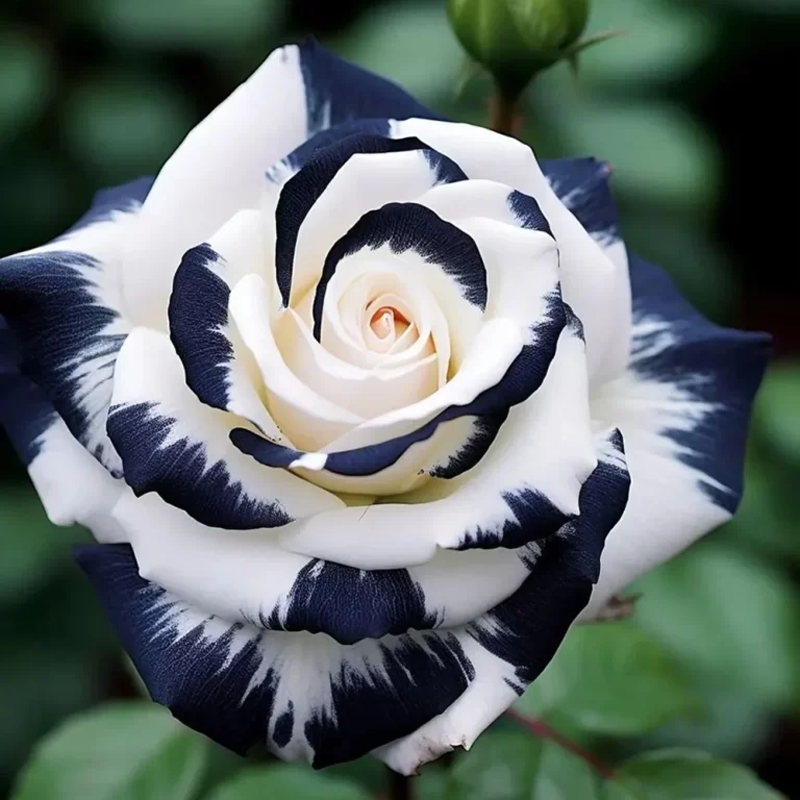 🌹 Summer Bloom Sale [60% OFF] – Rare Rose Seeds! 🌼