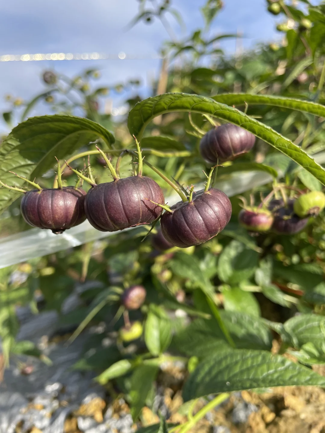 🌟 Piros „ginseng” gyümölcs | Gyöngyszerű, különleges gyümölcs – egy vágás és mindenkit lenyűgöz 💖