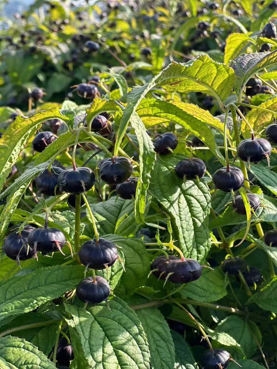 🌟 Piros „ginseng” gyümölcs | Gyöngyszerű, különleges gyümölcs – egy vágás és mindenkit lenyűgöz 💖