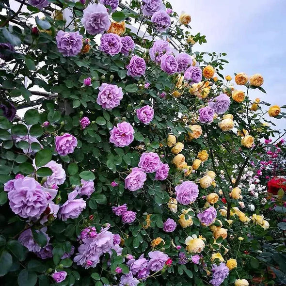 🌹【REPEATED FLOWERING】🌹CLIMBING ROSE SEEDS - HAPPINESS INCREASES