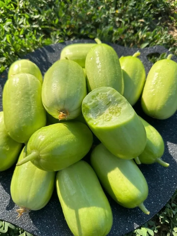🌱Nasiona Ogórka🌿✨
