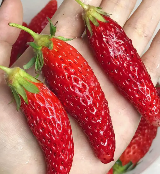 Nasiona owoców i melonów