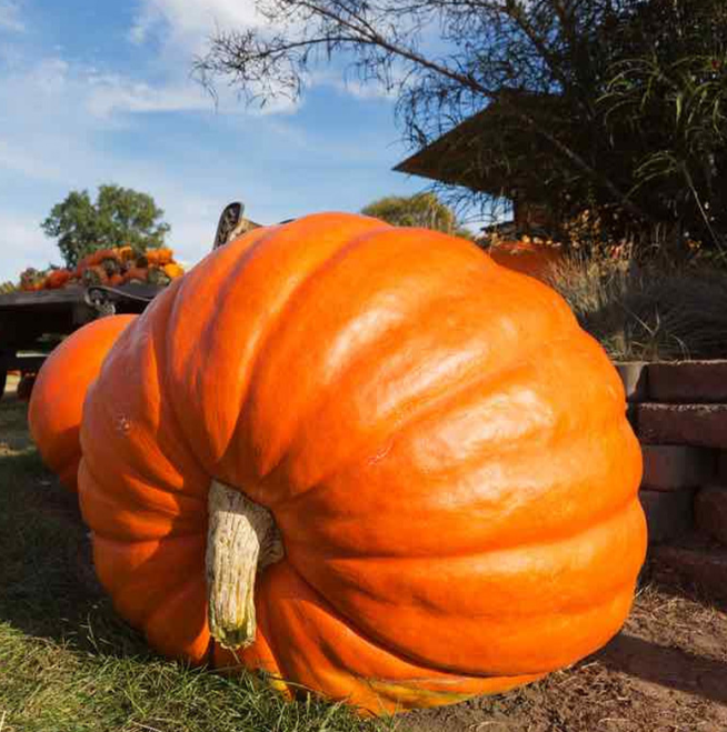 🎃 Dynia olbrzymia Big Moose