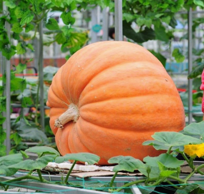 🎃 Dynia olbrzymia Big Moose