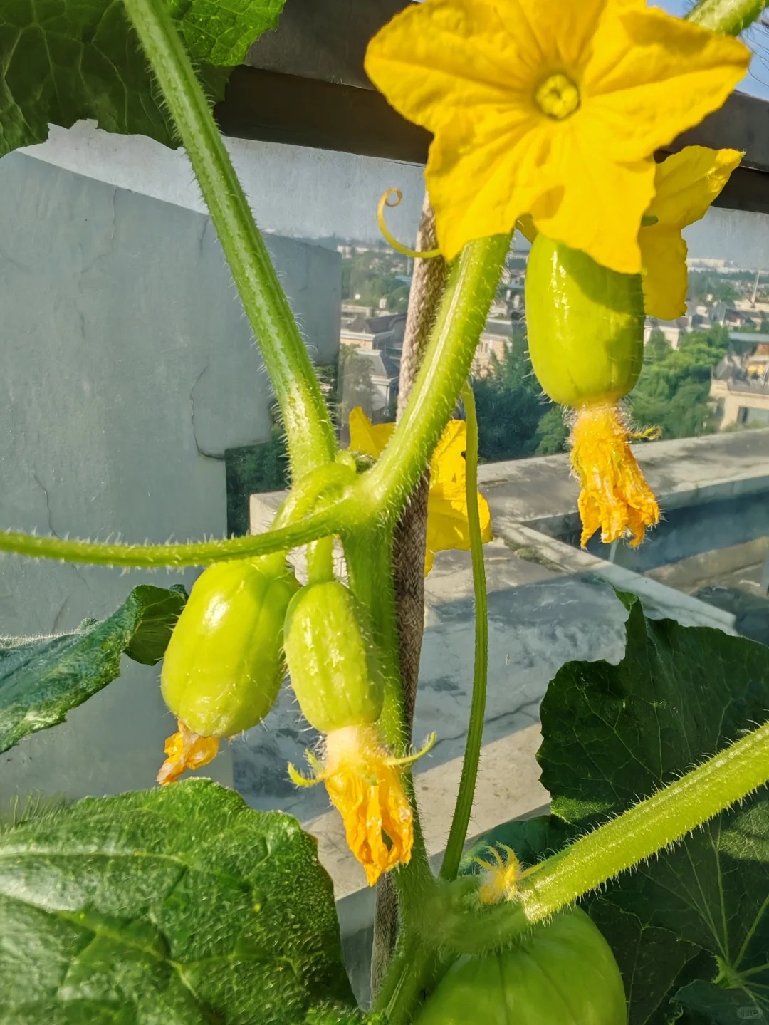 🌱Nasiona Ogórka🌿✨