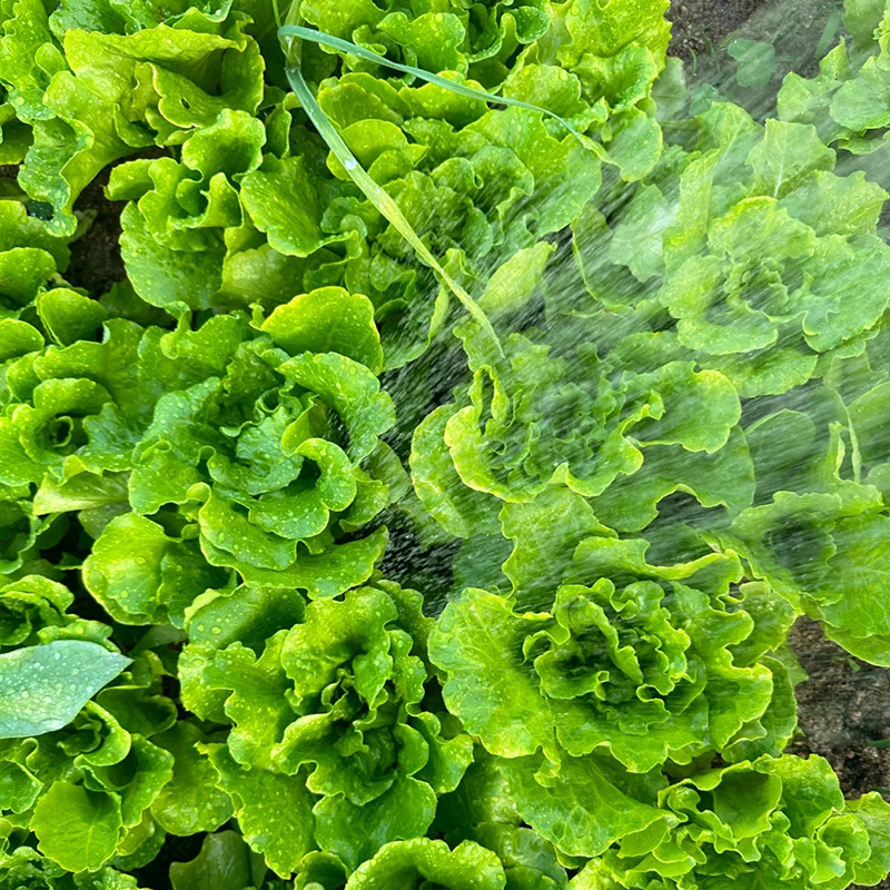 Nasiona Włoskiej Sałaty 🥬