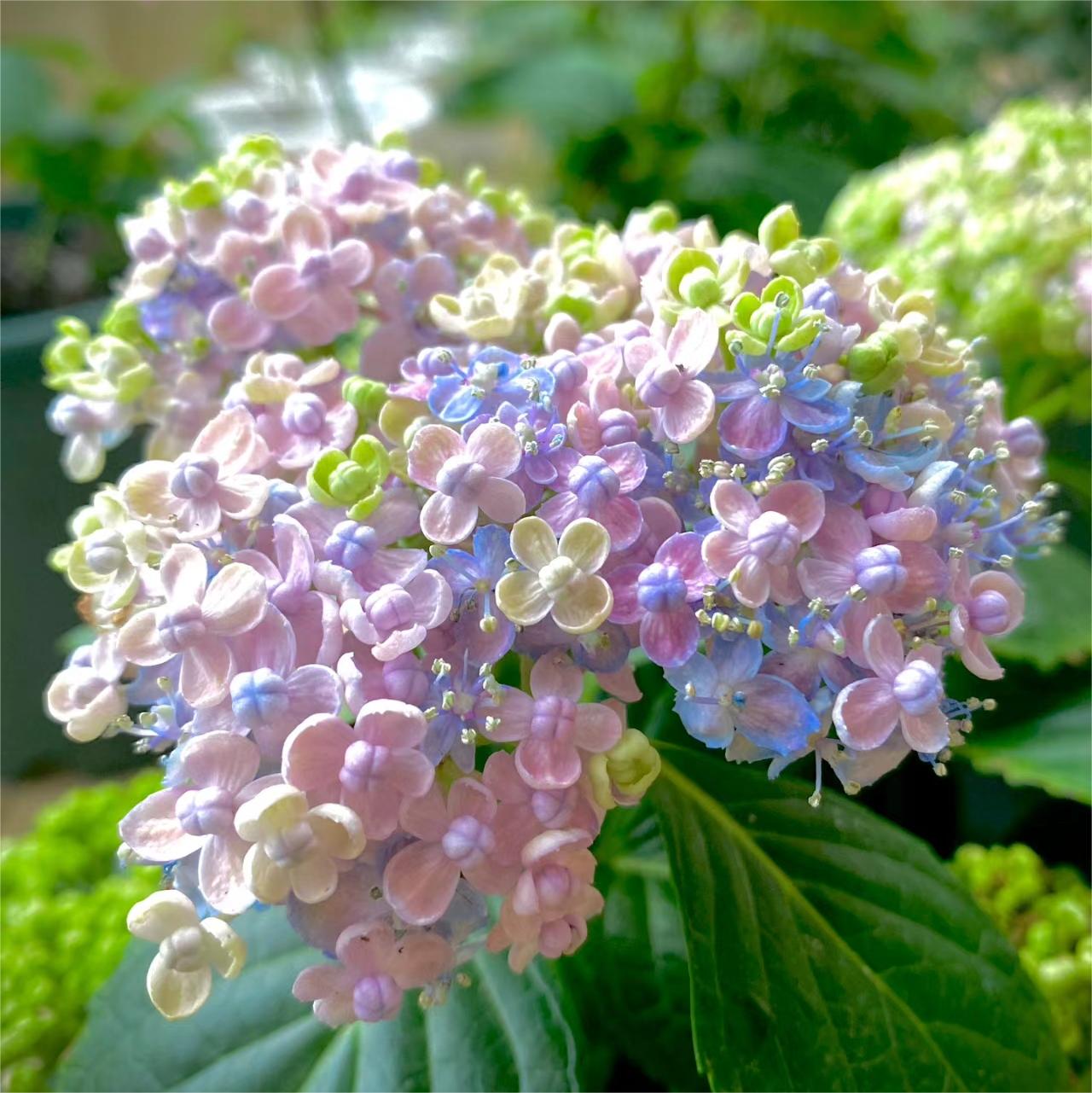 Hortensja ogrodowa 'Ayesha'