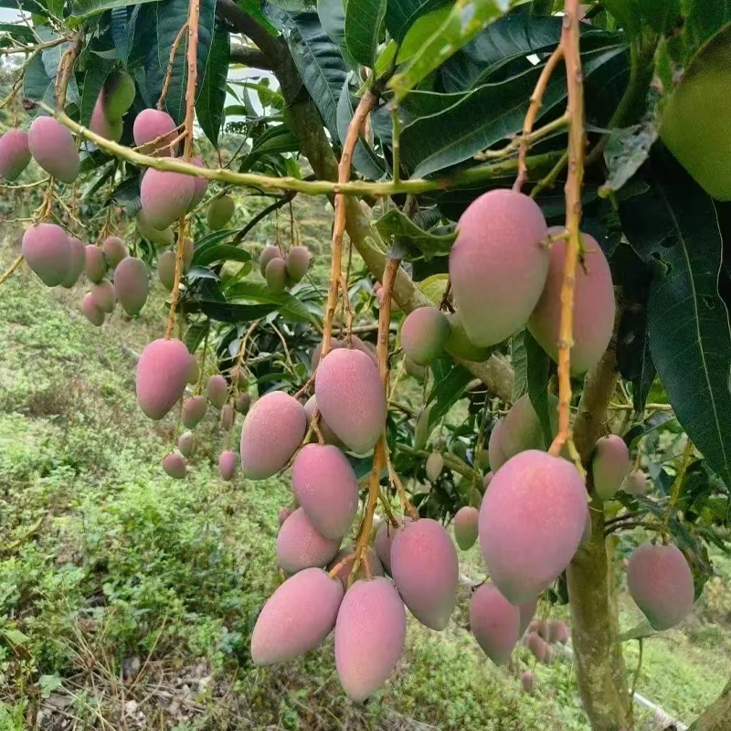 🌴 Jedwabiście słodkie i soczyste nasiona drzewa mango – tropikalny smak we własnym domu 🌴