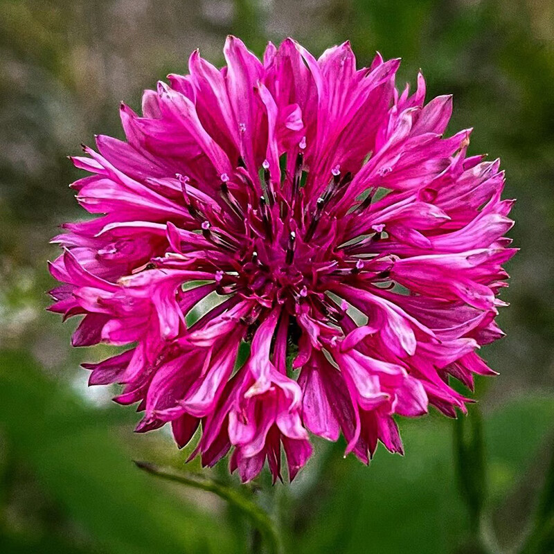 🌸Nasiona chabru błekitnego