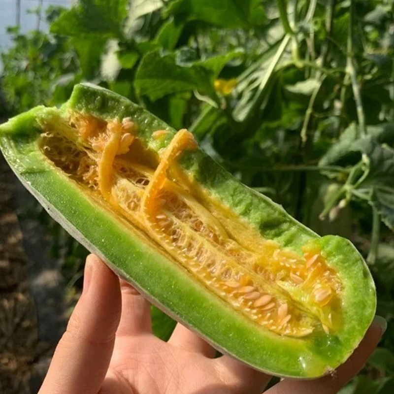 Yangjiaomi Słodkie Melony Nasiona