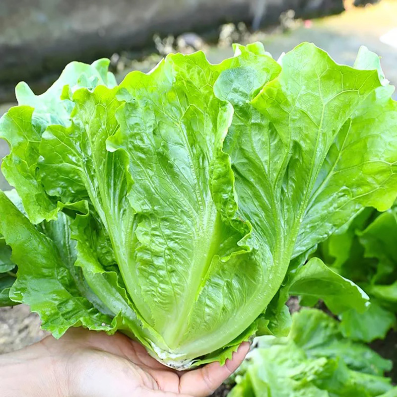 Nasiona Włoskiej Sałaty 🥬