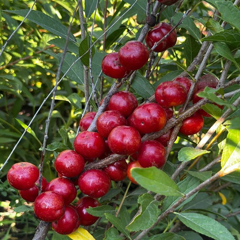 🍒 WIŚNIA KARŁOWATA 🌿 NASIONA PRUNUS HUMILIS