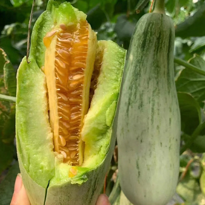 Yangjiaomi Słodkie Melony Nasiona