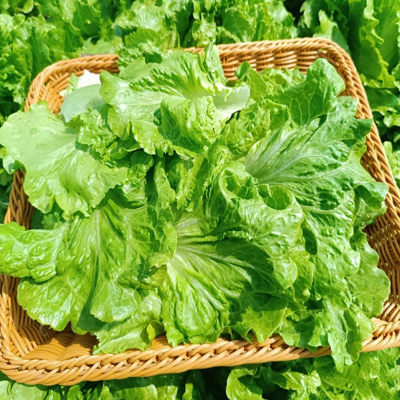 Nasiona Włoskiej Sałaty 🥬