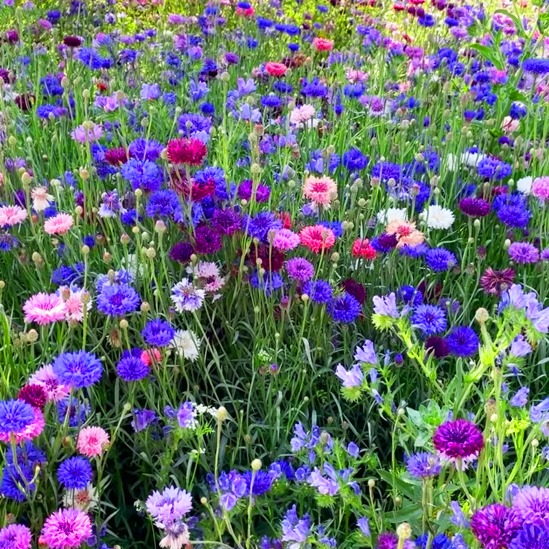 🌸Nasiona chabru błekitnego